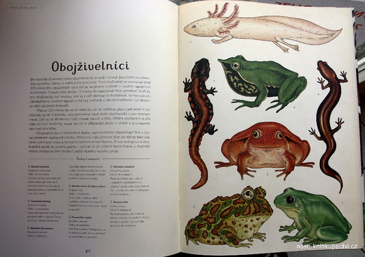 Animalium uv