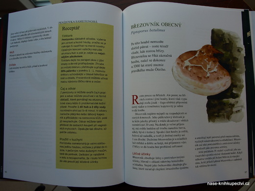 Bylinková terapie uvnitř